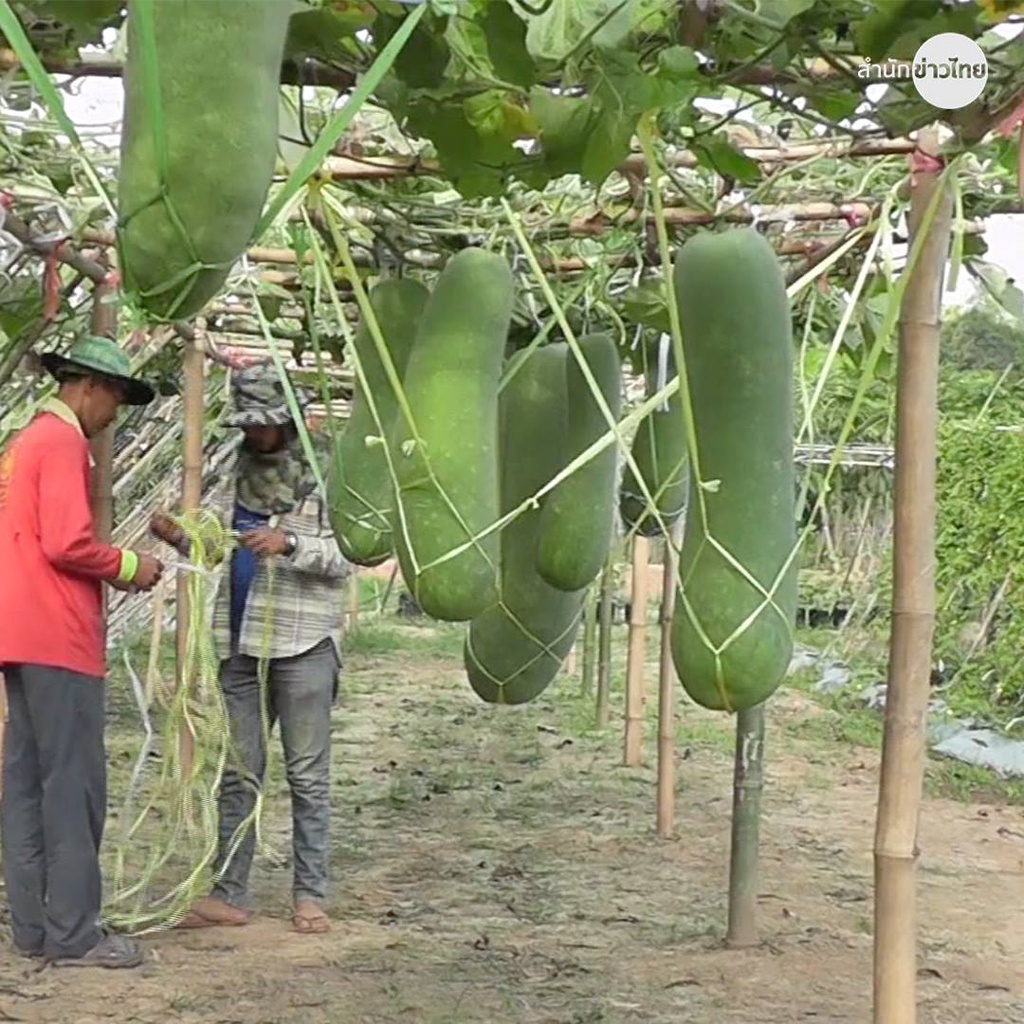 เมล็ดพันธุ์ฟักเขียวยักษ์ ฟักเขียวใหญ่ [10 แถม 1 คละได้]