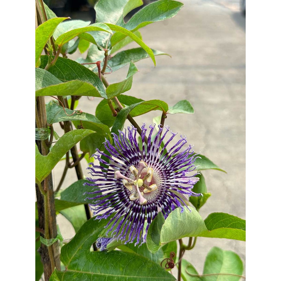 มุมมอง 2