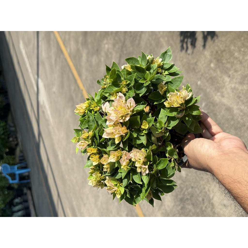 มุมมอง 2