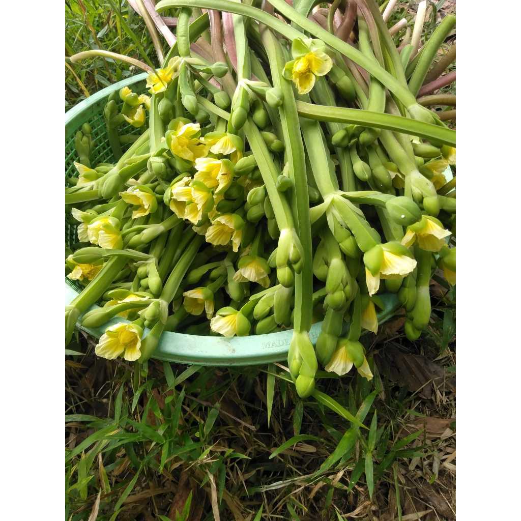 ผักพายใหญ่ ผลผลิตดี ผักก้านจอง เมล็ดพันธุ์ (ซื้อ10 แถม 1 คละได้) งอกดี ปลูกง่าย โตไว ผลผลิตสูง