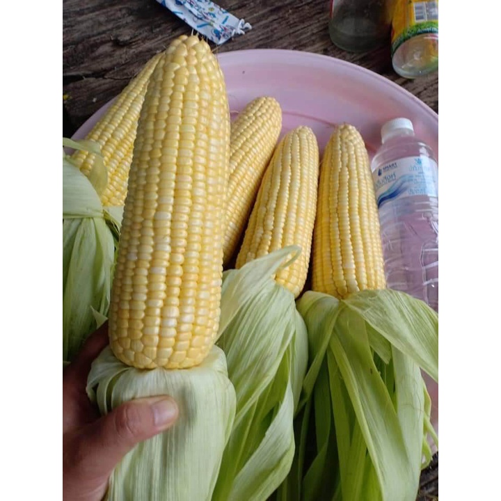 เมล็ดพันธุ์ ข้าวโพดหวาน เมล็ดข้าวโพด ซุปเปอร์สวีท ข้าวโพดเหลือง 300 เมล็ด [10 แถม 1 คละได้] งอกดี ปลูกง่าย โตไว ผลผลิตสู
