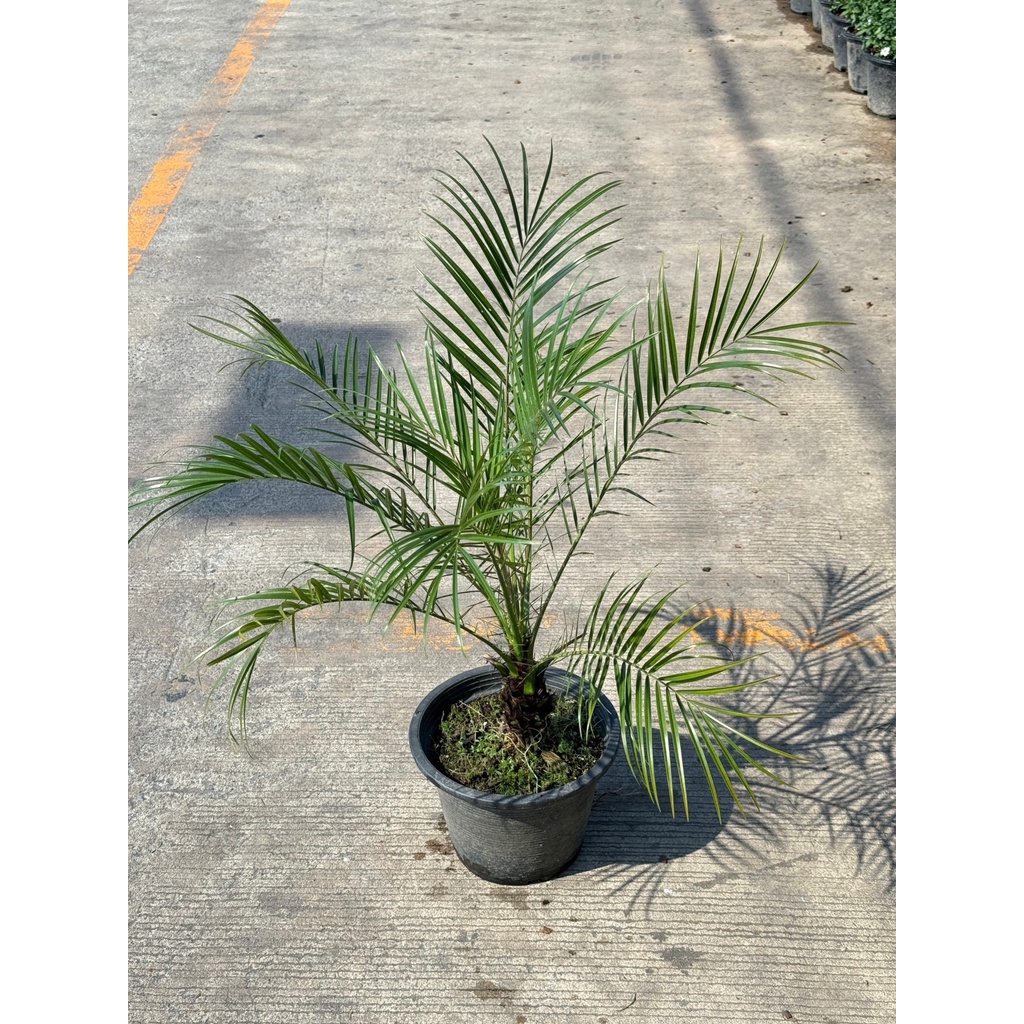 มุมมอง 2