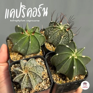 แอสโตรไฟตัม Astrophytum แคคตัส กระบองเพชร cactus&succulent