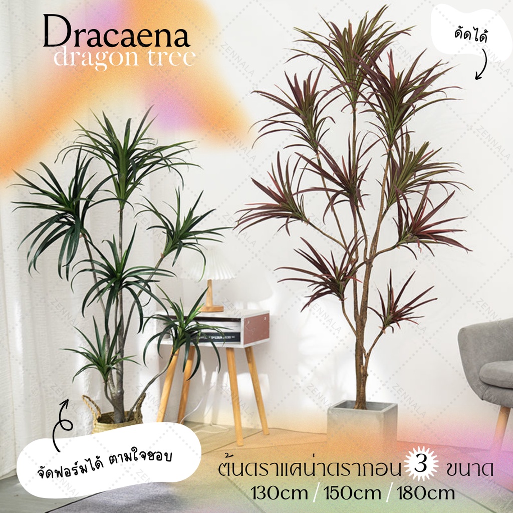ต้น Dracaena Dragon Tree 130cm / 150cm / 180cm ต้นดราแคน่า ต้อไม้ปลอม แต่งบ้าน คาเฟ่