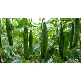 เมล็ดพันธุ์ แตงกวาญี่ปุ่น เมล็ดคัดพิเศษ รับประกันความงอก ตัว…