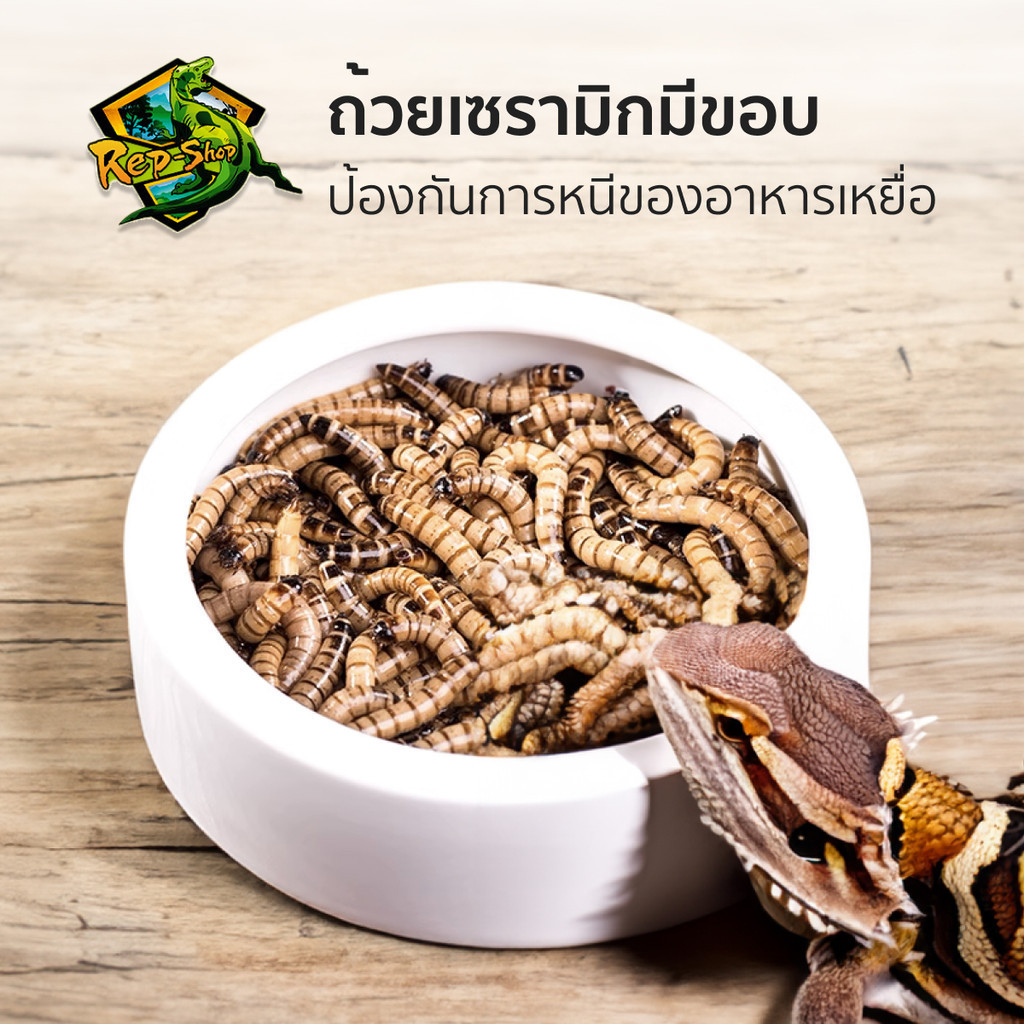 ถ้วยเซรามิกใส่อาหารสัตว์ ถ้วยใส่อาหารสัตว์ ถ้วยใส่แมลงเหยื่อ ป้องกันเหยื่อหนีออกมาด้านนอก