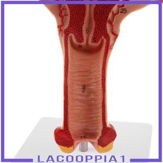 [Lacooppia1] โมเดลมดลูก ผู้หญิง 1:1 สําหรับสอน แสดง ห้องปฏิบัติการ