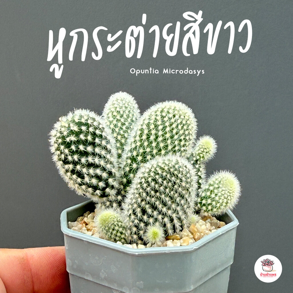 หูกระต่ายสีขาว Opuntia Microdasys ไม้อวบน้ำ กุหลาบหิน cactus&succulent