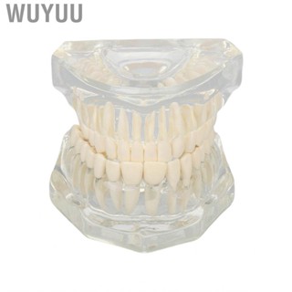 Wuyuu Dental  Model Robust Teaching Clear Structure