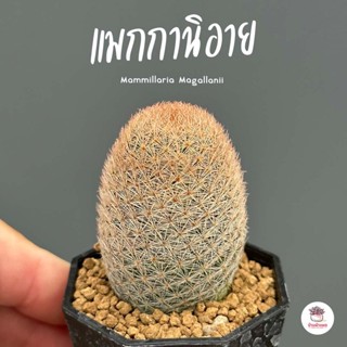 แมกกานิอาย Mammillaria Magallanii แคคตัส กระบองเพชร cactus&amp;succulent