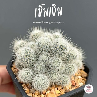 เข็มเงิน #กระถาง2.5นิ้ว Mammillaria geminispina แคคตัส กระบองเพชร cactus&amp;succulent