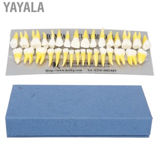 Yayala 1:1 Scale Permanent Tooth Model 32pcs Dual Colors Resin Demonstration for Dentists Pathological s