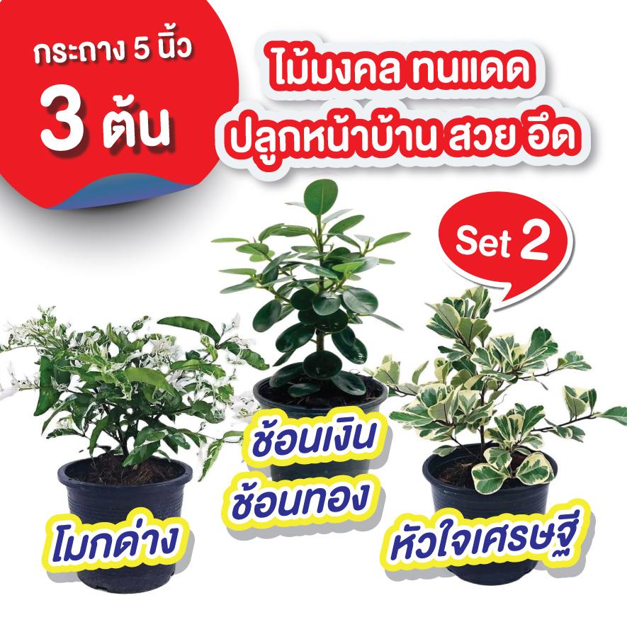 (เซทไม้แดด 3) โมกด่าง ช้อนเงินช้อนทอง หัวใจเศรษฐี กระถาง 5 นิ้ว ต้นไม้แดด ต้นไม้
