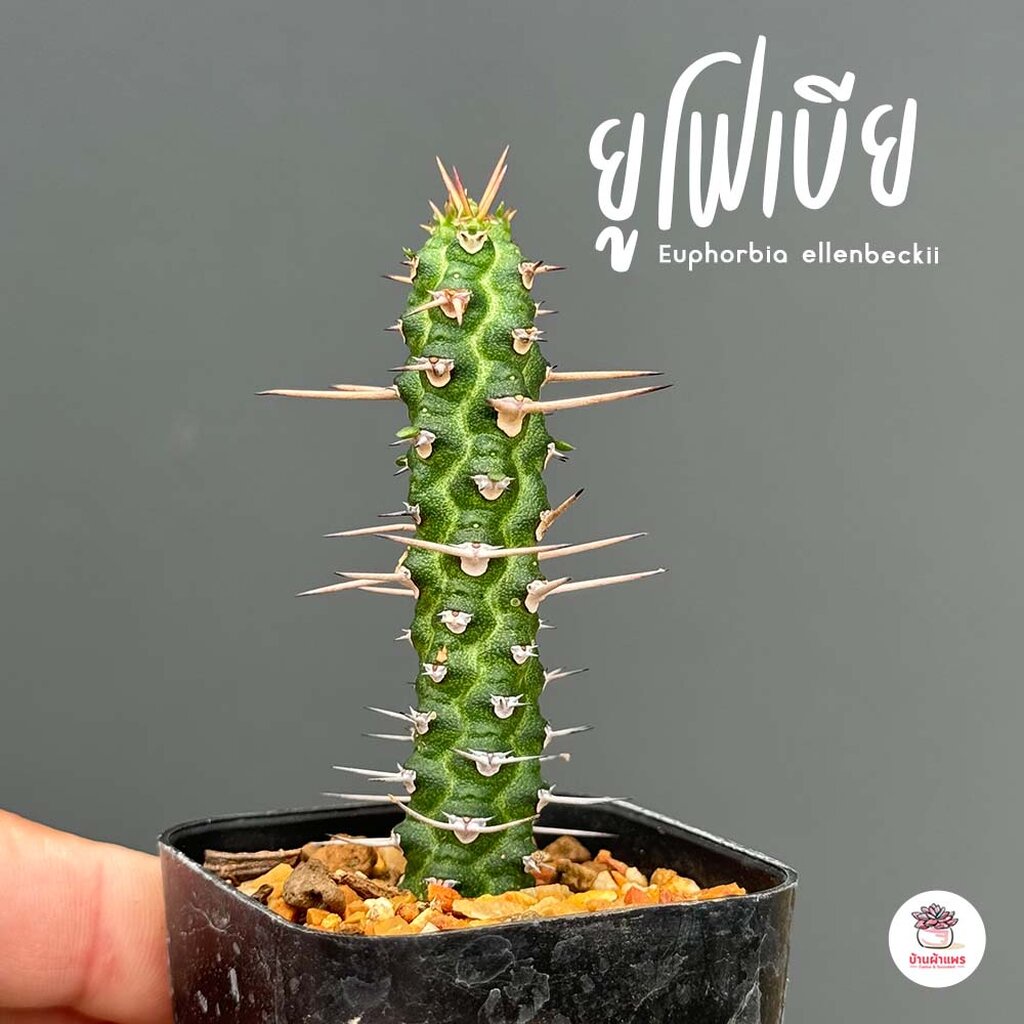 ยูโฟเบีย Euphorbia ellenbeckii แคคตัส กระบองเพชร cactus&succulent