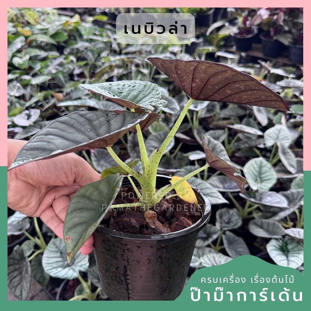 อโลคาเซีย หนังช้าง เนบิวล่า Alocasia Nebula  กระถาง 5 นิ้ว
