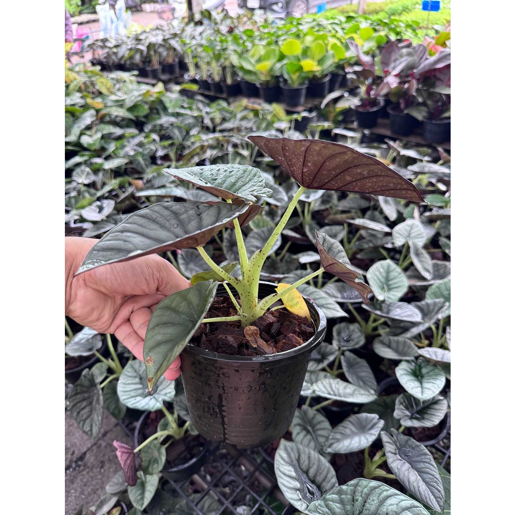 มุมมอง 3