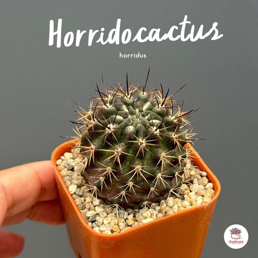 Horridocactus horridus กระบองเพชร ไม้อวบน้ำ Cactus&amp;Succulent