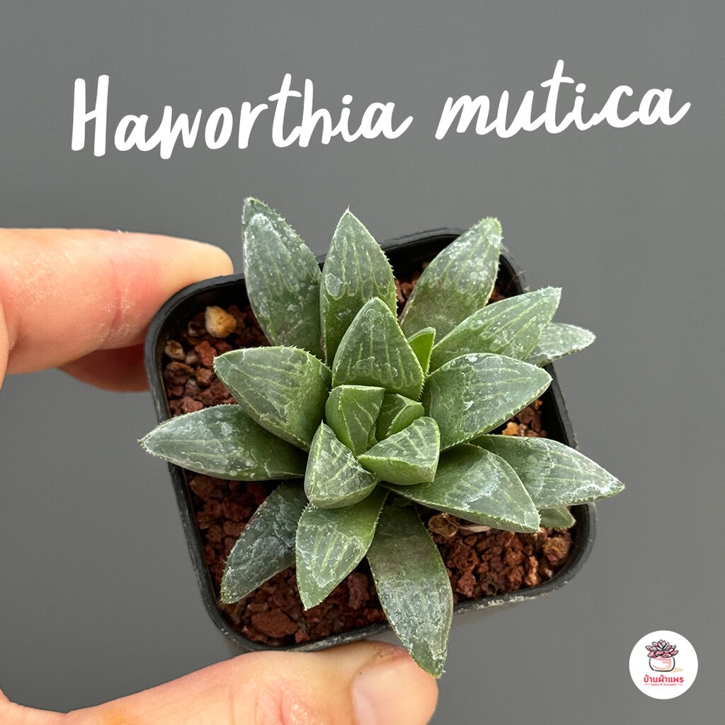 Haworthia mutica ฮาโวเทีย ไม้อวบน้ำ กุหลาบหิน cactus&amp;succulentหลากหลายสายพันธุ์