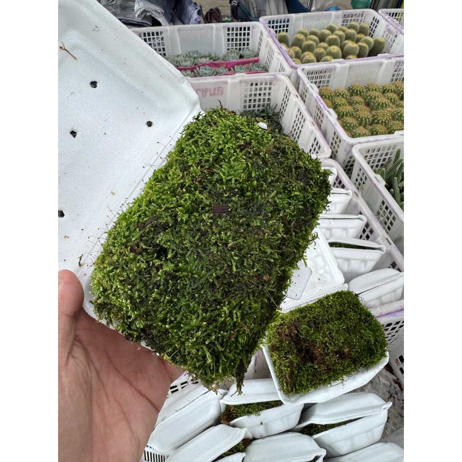 มุมมอง 3