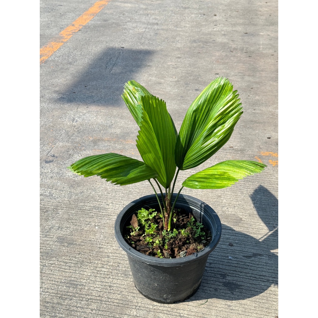 มุมมอง 5