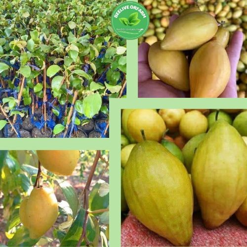 ต้นพุทราปลายแหลมต้นพุทราสุโขทัยต้นทาบกิ่งสูง 50 - 60 เซนติเมตรให้ผลผลิตสูง ต้านทานศัตรูพืชได้ดี