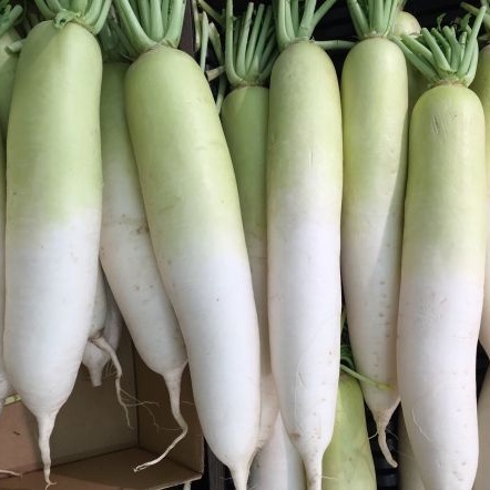 เมล็ดพัน​ธุ์​ หัวไชเท้าขาว เรดิช​ 200 เมล็ด [10 แถม 1 คละได้]