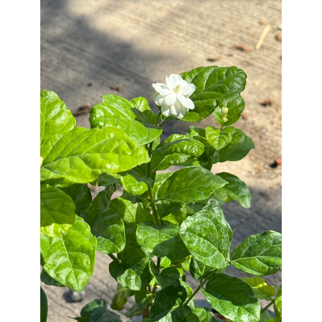 มุมมอง 3