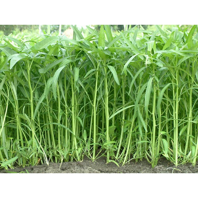 เมล็ดพันธุ์ผักบุ้งจีน ผักสวนครัว 10-20 กรัม [10 แถม 1 คละได้] งอกดี ปลูกง่าย โตไว ผลผลิตสูง