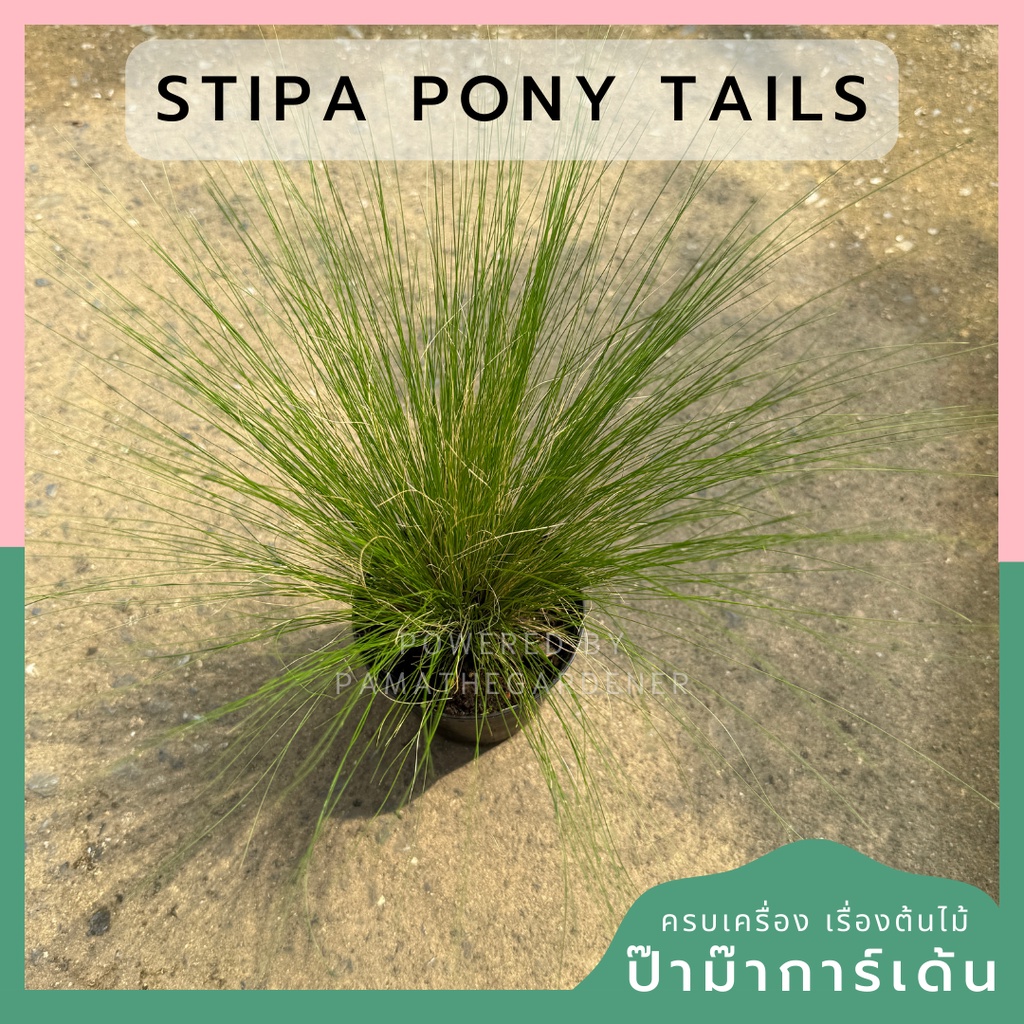 หญ้าสตีป้า โพนี่เทล Stipa Pony Tails	4-5 นิ้ว