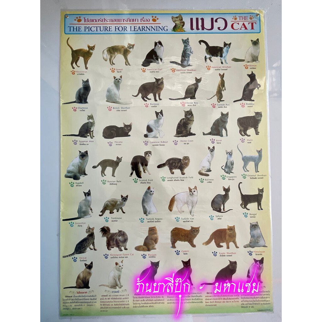 ภาพโปสเตอร์แมว - [No.103] - (ขนาด 53x78 cm กระดาษอาร์ตมัน 4 สี แบบหุ้มพลาสติก) แผ่นภาพประกอบการศึกษา มีภาพและคำอธิบาย...