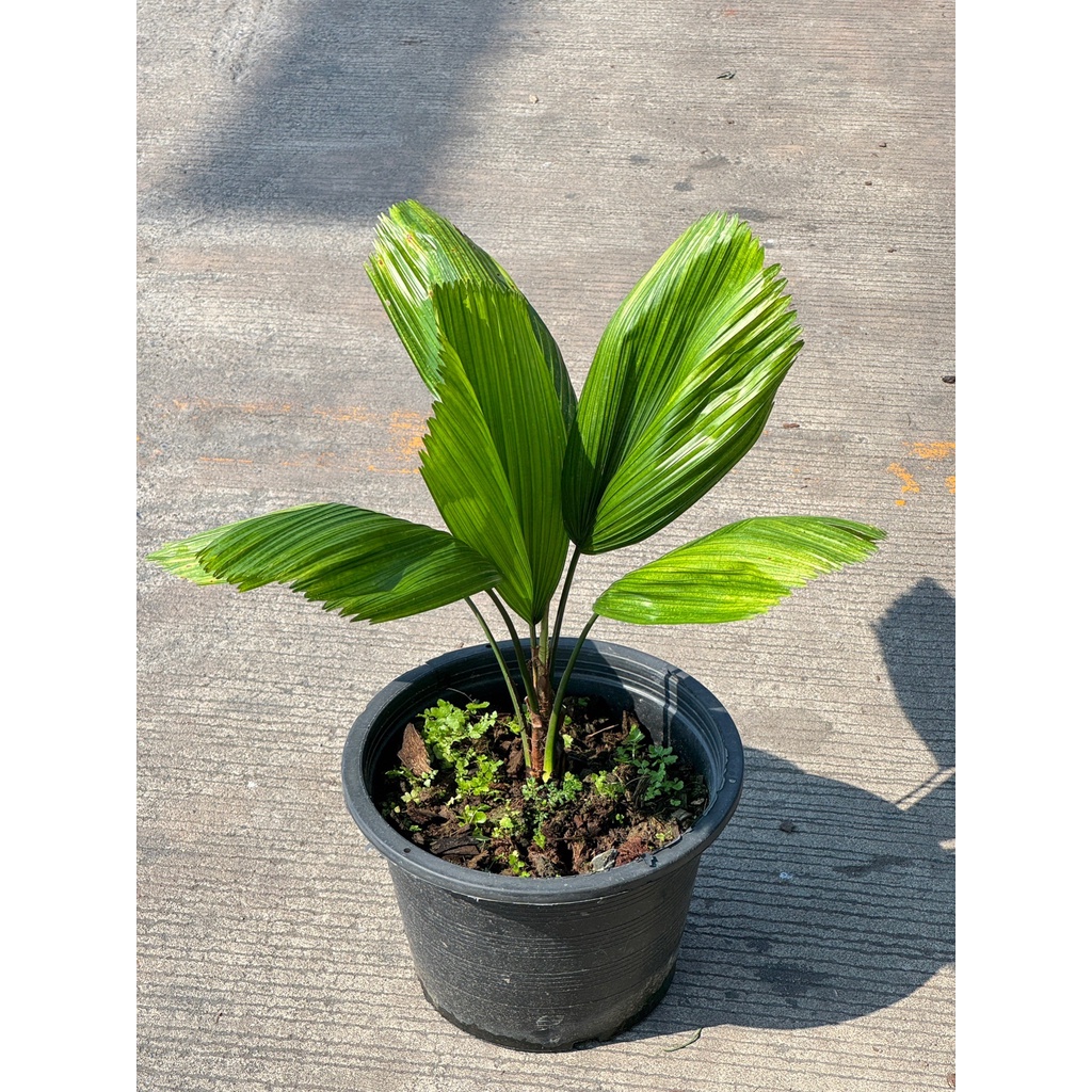 มุมมอง 4