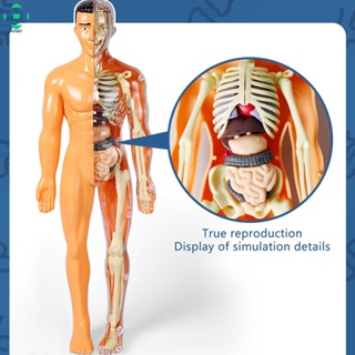 โมเดลร่างกายมนุษย์ 3D ของเล่นเสริมการเรียนรู้เด็ก