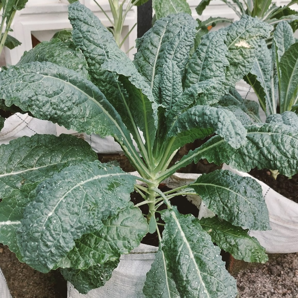 เมล็ดพันธุ์ ไดโนเคล เคลไดโน เคลไดโนเสาร์ ไดโนซอร์ 100 เมล็ด ​ [10 แถม 1 คละได้]