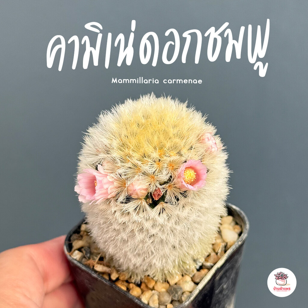 แมมมิลาเรีย คามิเน่เหลืองดอกชมพู Mammillaria carmenae แคคตัส กระบองเพชร cactus&succulent
