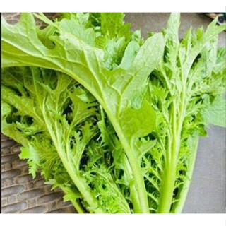 เมล็ดพันธุ์ ผักกาดหิ่น ผักกาดเขียวน้อย วาซาบิไทย 400-1000 เม…