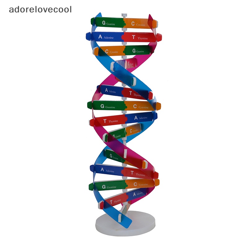 Adth โมเดลของเล่นวิทยาศาสตร์ DNA Double Helix เสริมการเรียนรู้เด็ก