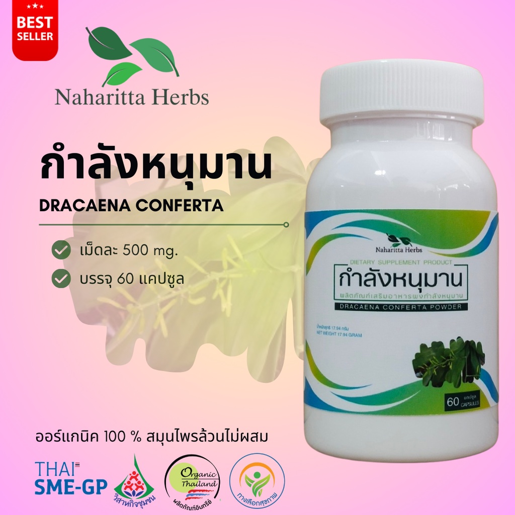 กำลังหนุมาน DRACAENA CONFERTA 100% 60cap. (กระปุก/ซอง เลือกในตัวเลือก) คุณภาพดี
