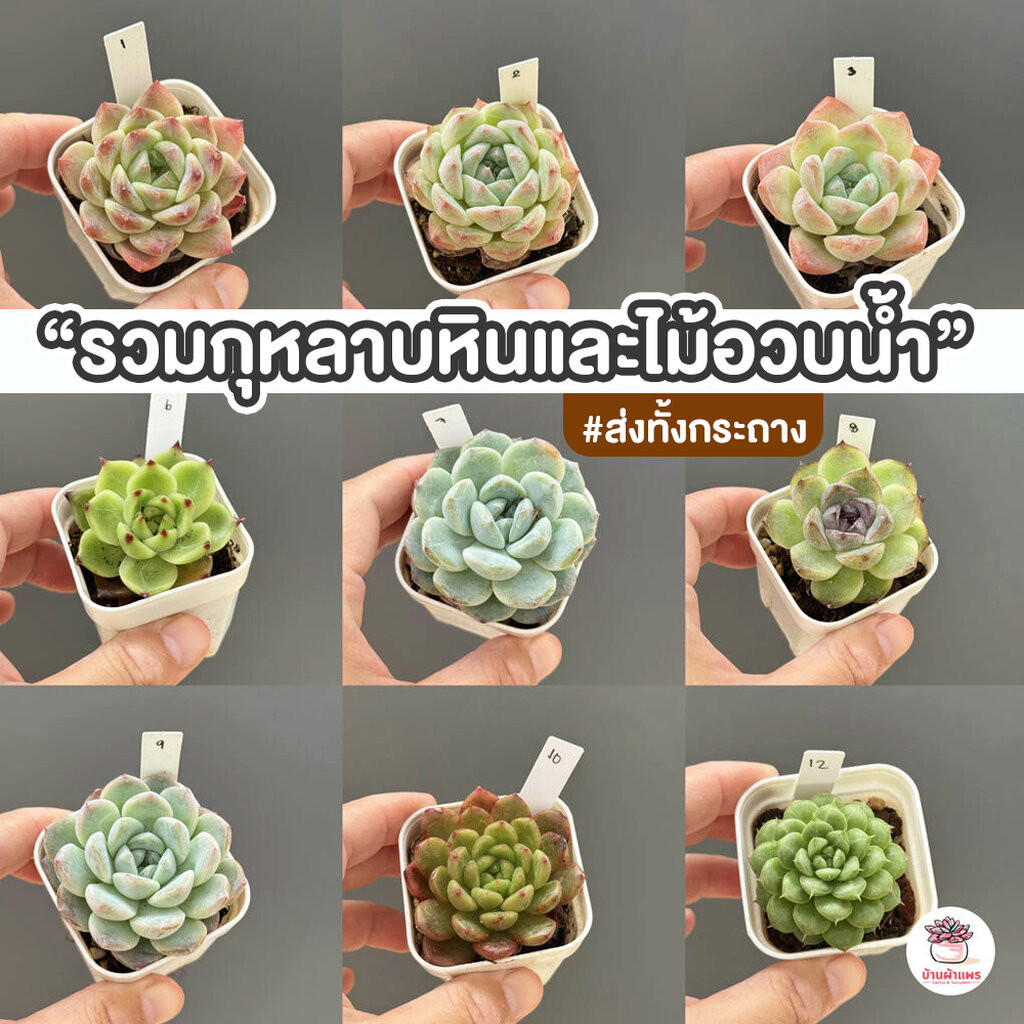 รวมกุหลาบหินและไม้อวบน้ำ หลายสายพันธุ์ ส่งทั้งกระถาง cactus&succulent