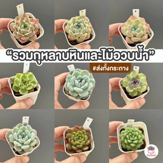 รวมกุหลาบหินและไม้อวบน้ำ หลายสายพันธุ์ ส่งทั้งกระถาง cactus&…