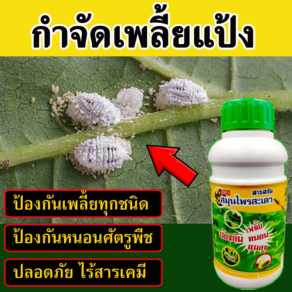 ไร้สารเคมี ปลอดภัย ยาป้องกันเพลี้ยแป้ง 500 ซีซี ฆ่าเพลี้ยอ่อน ฆ่าเพลี้ยขาว ฆ่าเพลี้ยแป้ง กำจัดเพลี้ยแป้งมันสำปะหลัง
