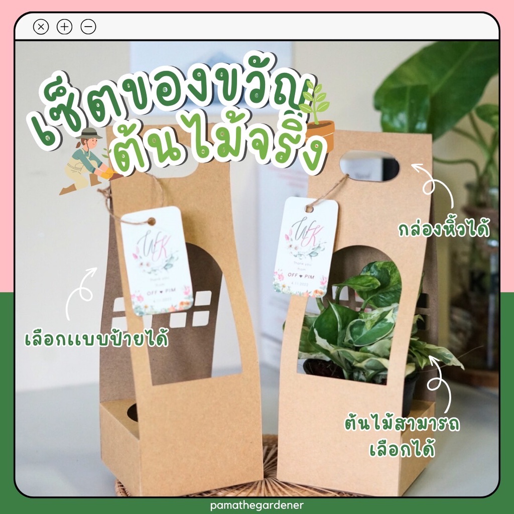 ต้นไม้ ของขวัญ Set ของชำร่วย ของขวัญ งานแต่ง ต้นไม้พร้อมกล่องกระดาษหูหิ้ว ของชำร่วยต้นไม้