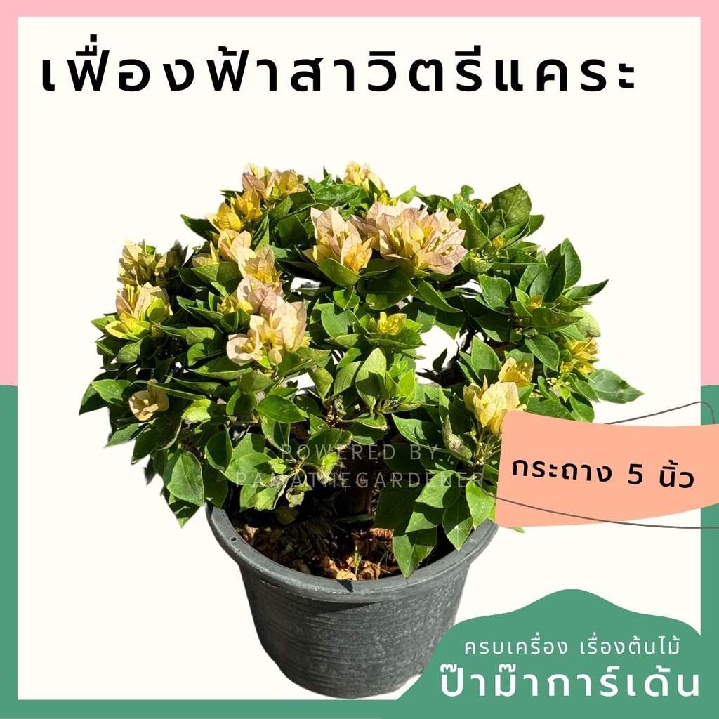 เฟื่องฟ้า สาวิตรี กระถาง 5 นิ้ว