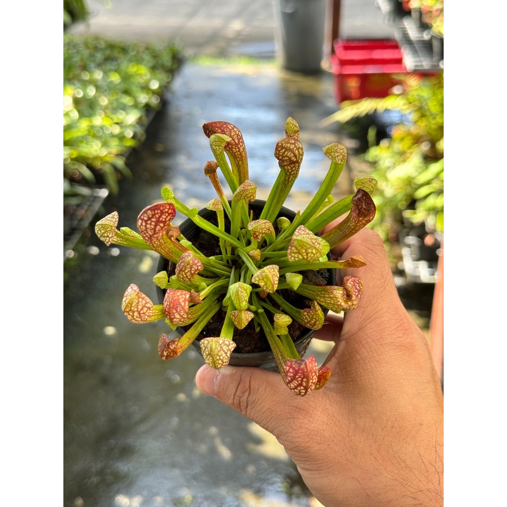 มุมมอง 7