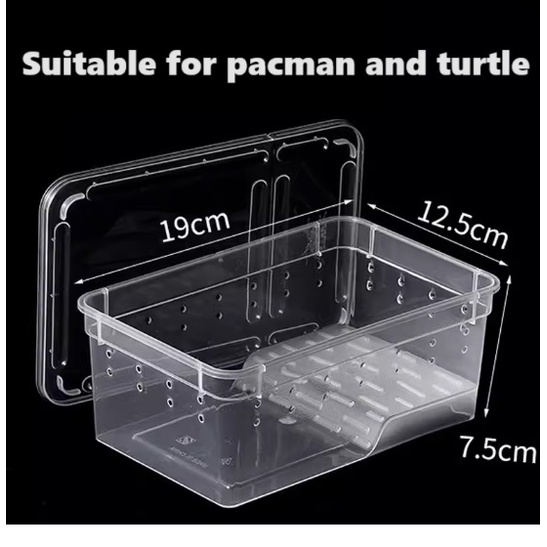 กล่องเพาะพันธุ์พลาสติกเต่า Horned Frog Pacman [S 19L X 12.5W X 7.5Hcm] Kotak Reptilia