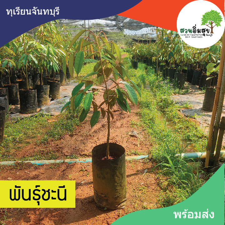 ทุเรียนพันธุ์ชะนี ทุเรียนชะนี จันทบุรี ของแท้ 100% กิ่งกระโดง/กิ่งข้าง 1 ต้น ขนาดต้นสูง 60-70 cm. พร้อมปลูก