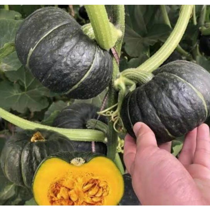 เมล็ดพันธุ์ ฟักทองญี่ปุ่น ฟักทองพวงญี่ปุ่น สีเขียว [10 แถม 1 คละได้]