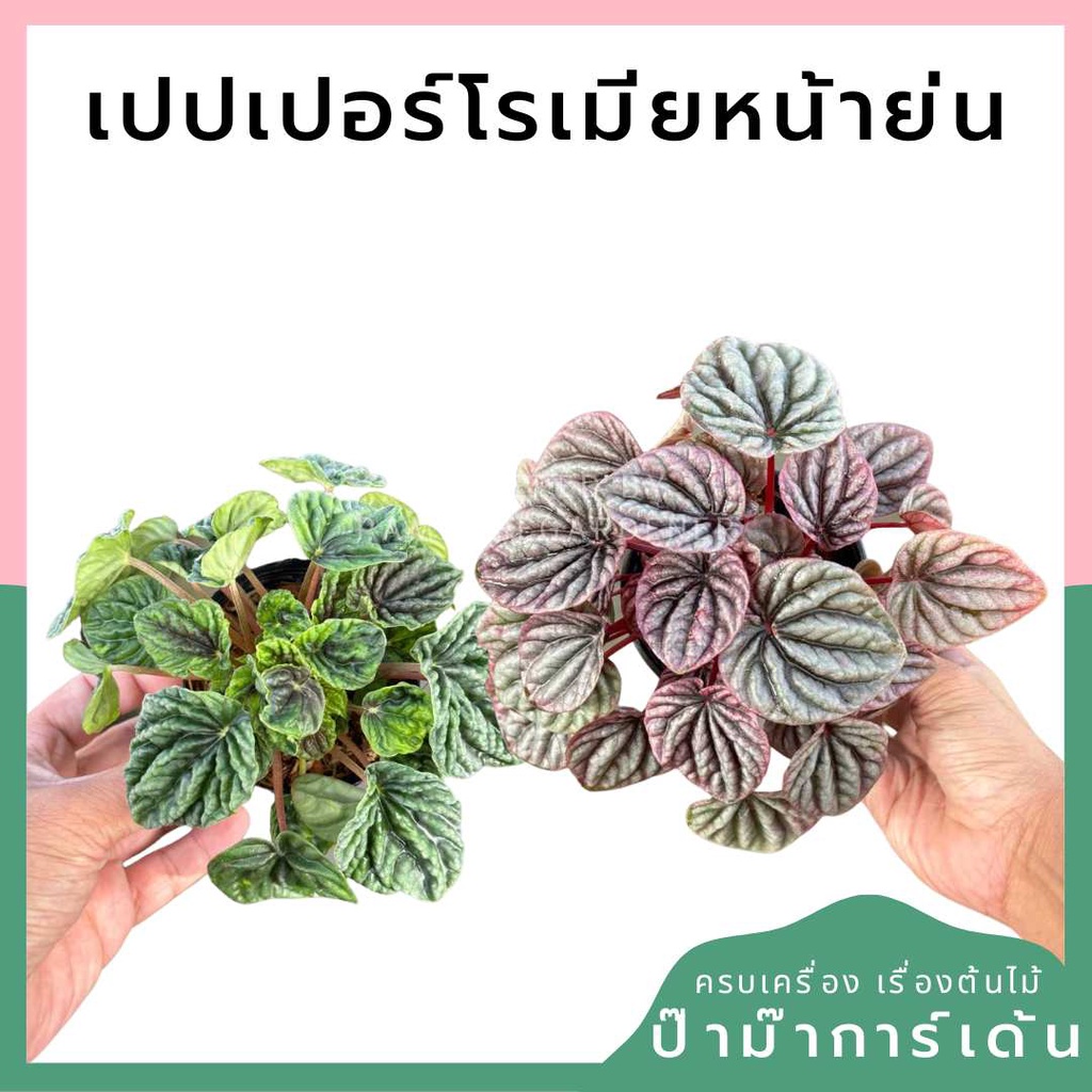 เปปเปอร์โรเมีย หน้าย่น เขียว และ ชมพู ขนาด 3-4 นิ้ว