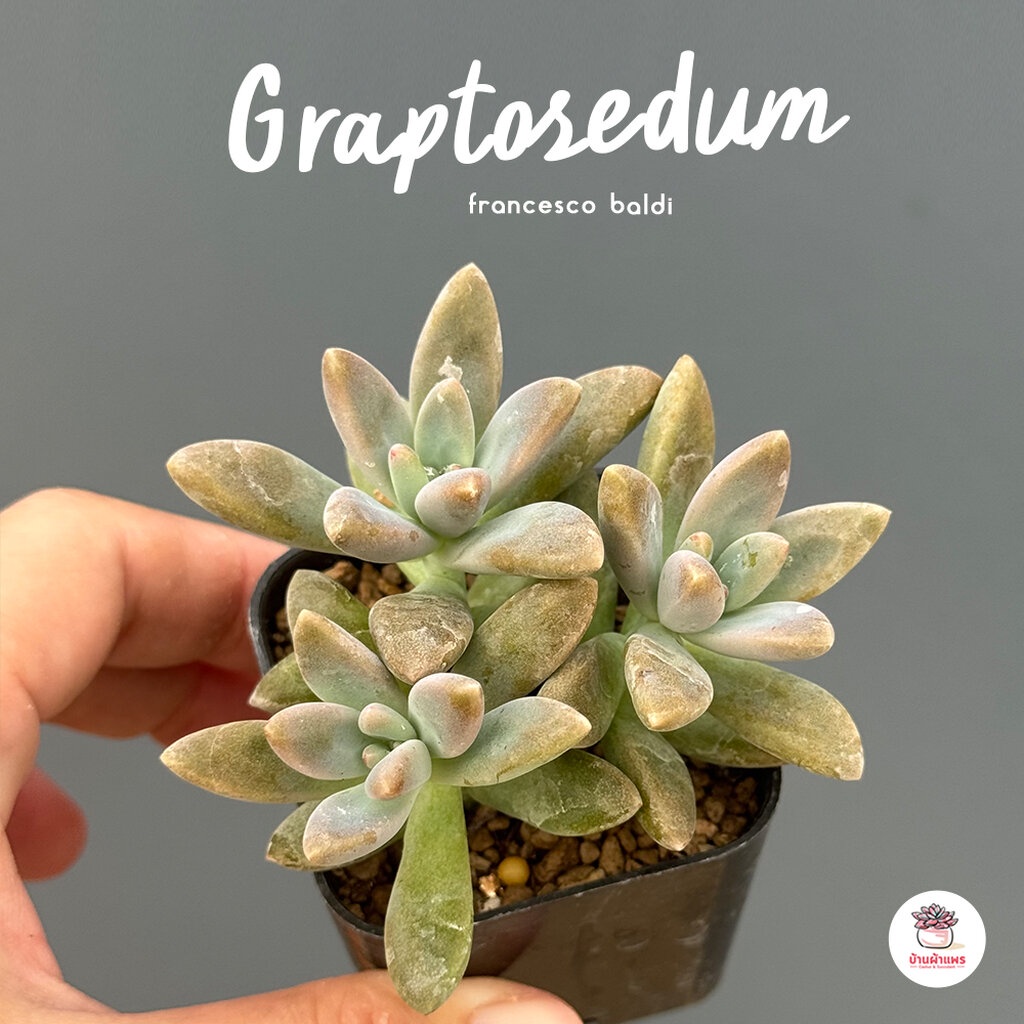 Graptosedum francesco baldi ไม้อวบน้ำ กุหลาบหิน cactus&amp;succulentหลากหลายสายพันธุ์