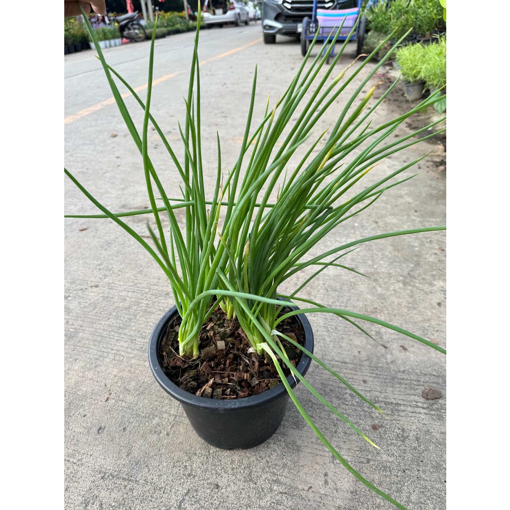 มุมมอง 2