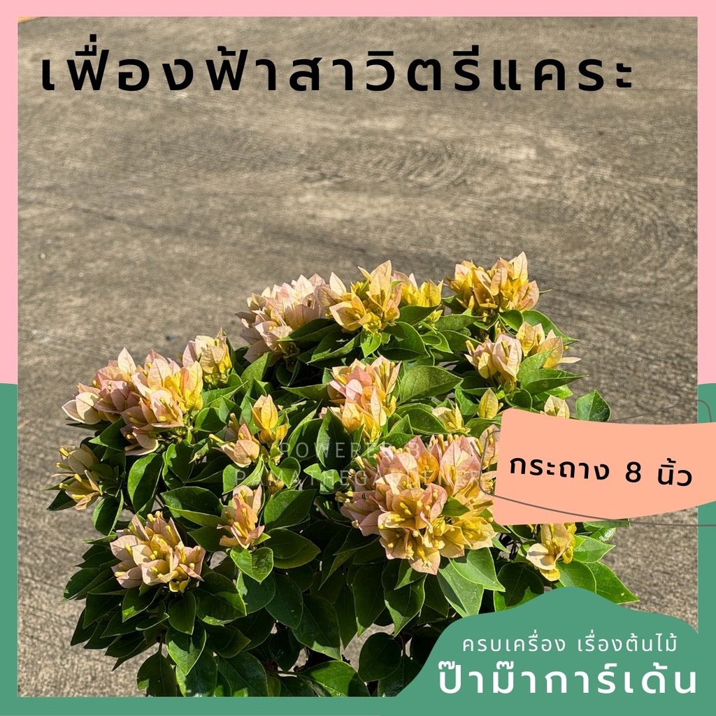 เฟื่องฟ้า สาวิตรี กระถาง 8 นิ้ว